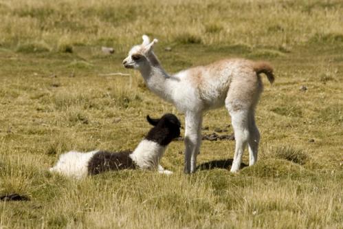baby llamas