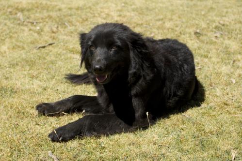 lovely dog