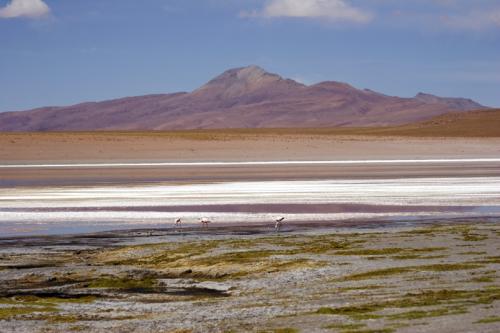 flamingos and salt