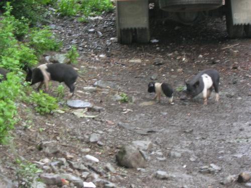 little-piggys