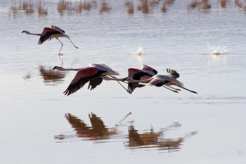 in flight