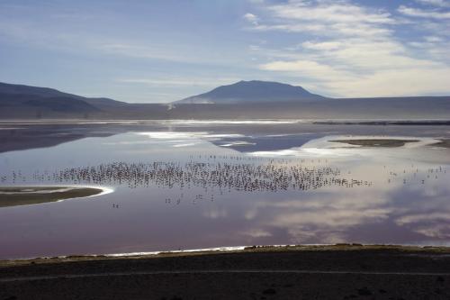 loads of flamingos
