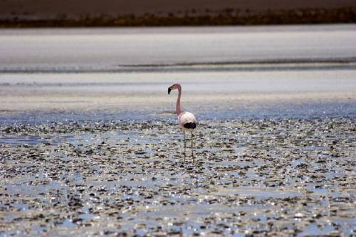 more flamingos