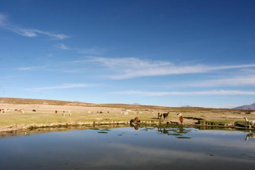 llamas drinking