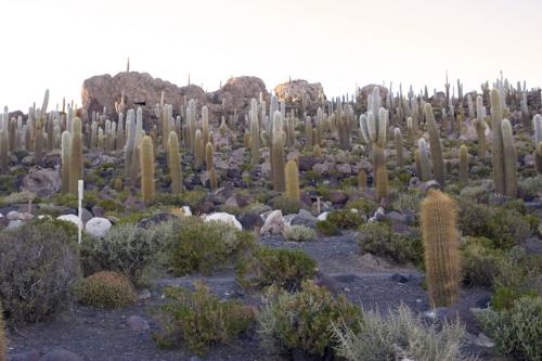 Incahuasi Island