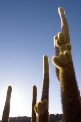 massive cactus