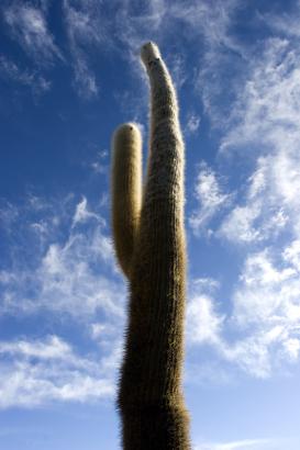 towards the heavens