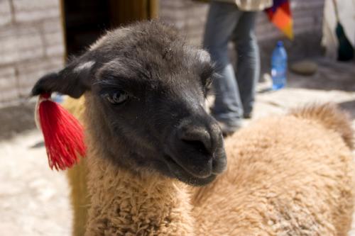 close up llama