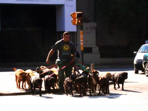professional dog walker