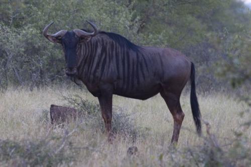 Blue Wilderbeest