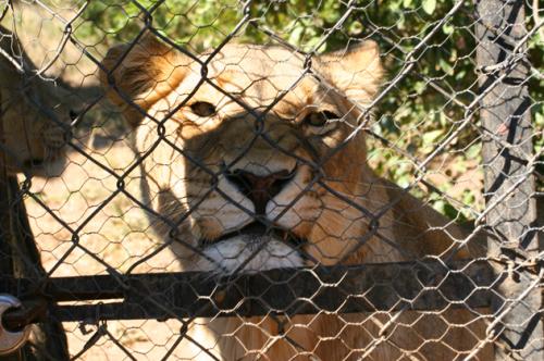 rehab Lioness