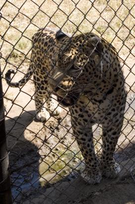 rehab Leopard