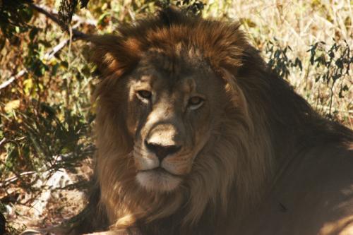 rehab Lion