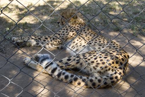 rehab Cheetah