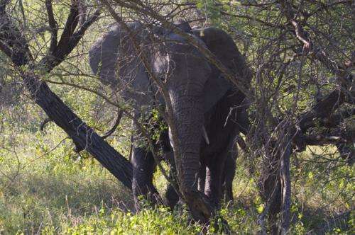 1st Elephant