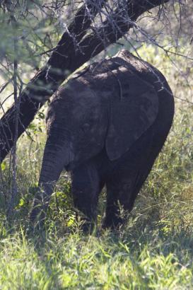 baby Elephant