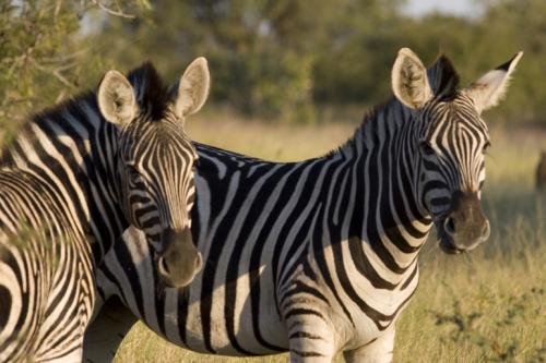 a couple of Zebra