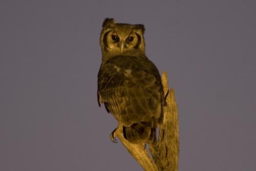 Marsh Owl