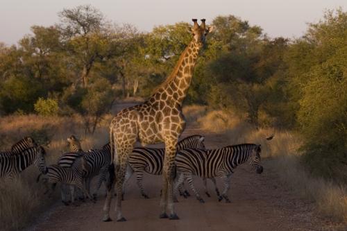 morning Giraffes & Zebras