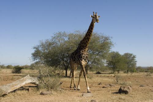 sunshine Giraffe