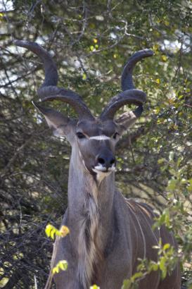 Kudu