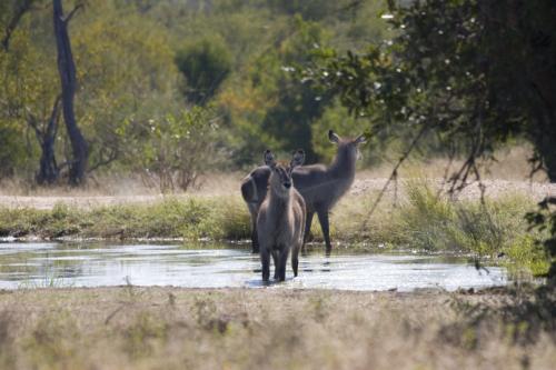 baby Waterbuck