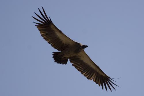 a Vulture