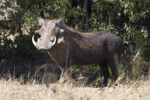 close up Warthog