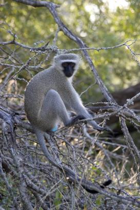 Vervet Monkey