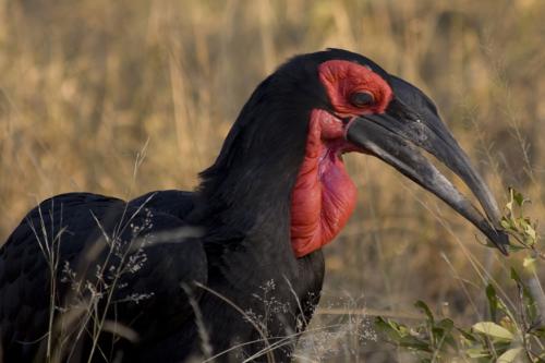 Southern Ground Hornbill