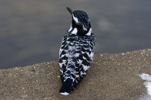 Pied Kingfisher
