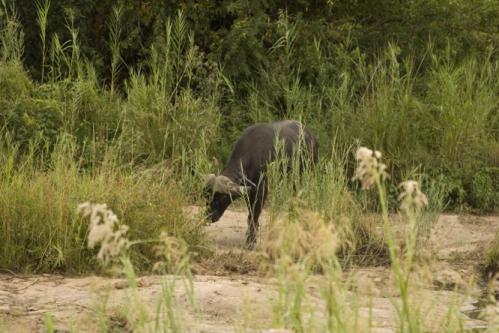 Buffalo