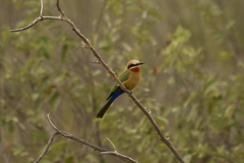 White fronted Bee eater