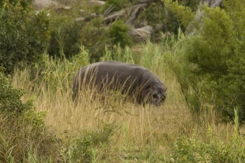 1st Hippo
