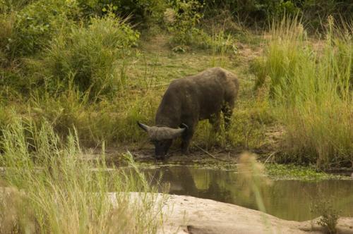 Buffalo drinking