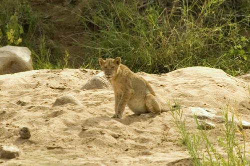 1st Lioness