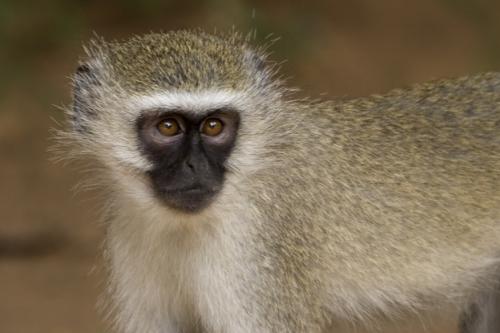 close up Velvet monkey