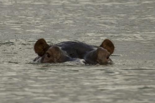 close up Hippo