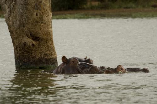 wallowing Hippos
