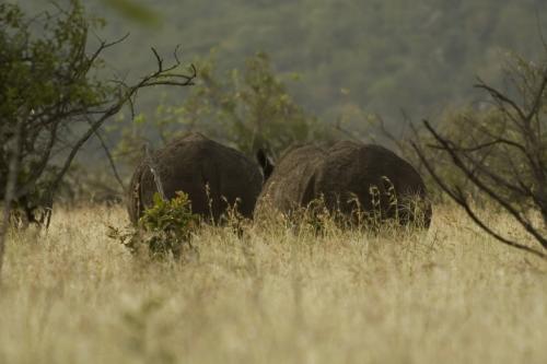 1st Rhinos