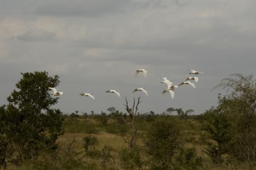 lovely white birds