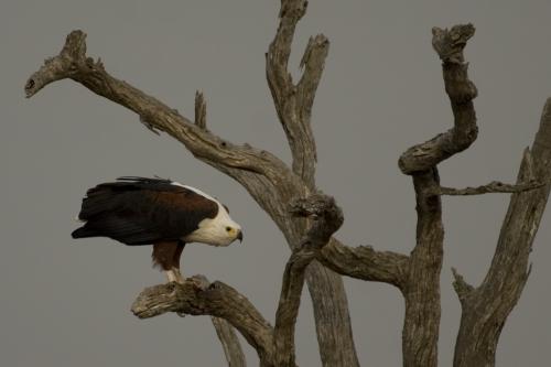 African Fish Eagle