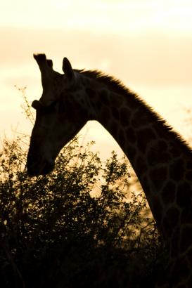 sunset Giraffe