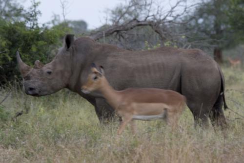 white Rhino & Impala