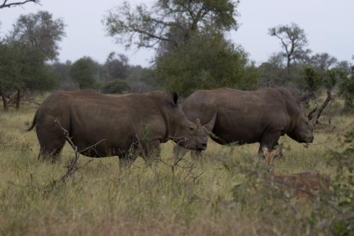 White Rhinos