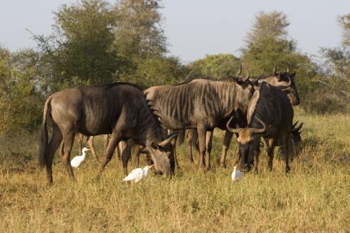 morning Wilderbeest