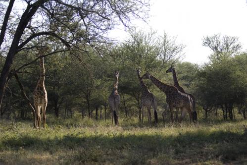 big Giraffe family