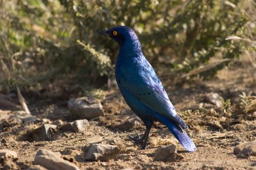 Cape Glossy Starling
