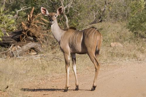female Nyala