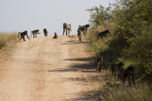 troop of Chacma Baboons